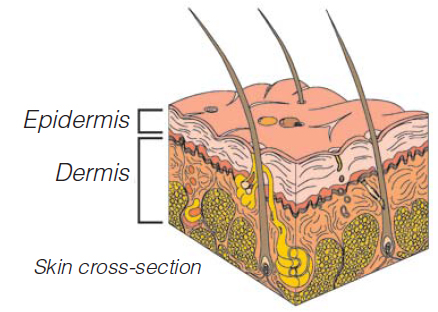 Skin cross-section