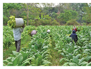 Workers harvesting tobacco plants