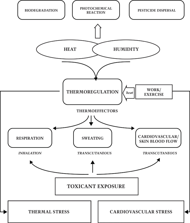 Heat Stroke Heat Exhaustion Chart