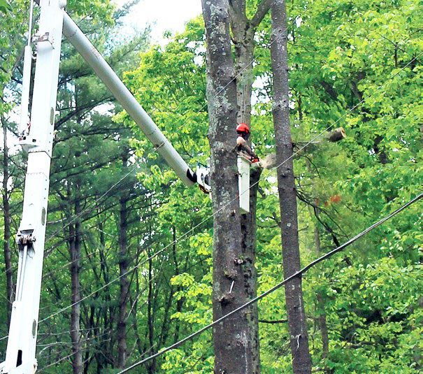 photo of a tree care worker on a cherry picker close to a powerline