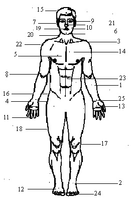 Anatomy Diagram Illustration