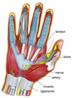 anatomical representation of a hand