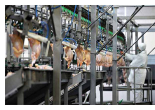 Worker in a poultry processing plant.