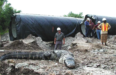 Surface encumbrance? An alligator caught near pipe