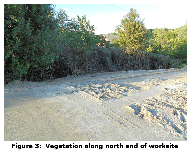 Figure 3: Vegetation along north end of worksite